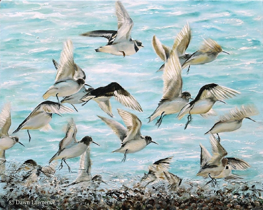 Dunlin and Plover take flight oil painting by Dawn Lawrence
